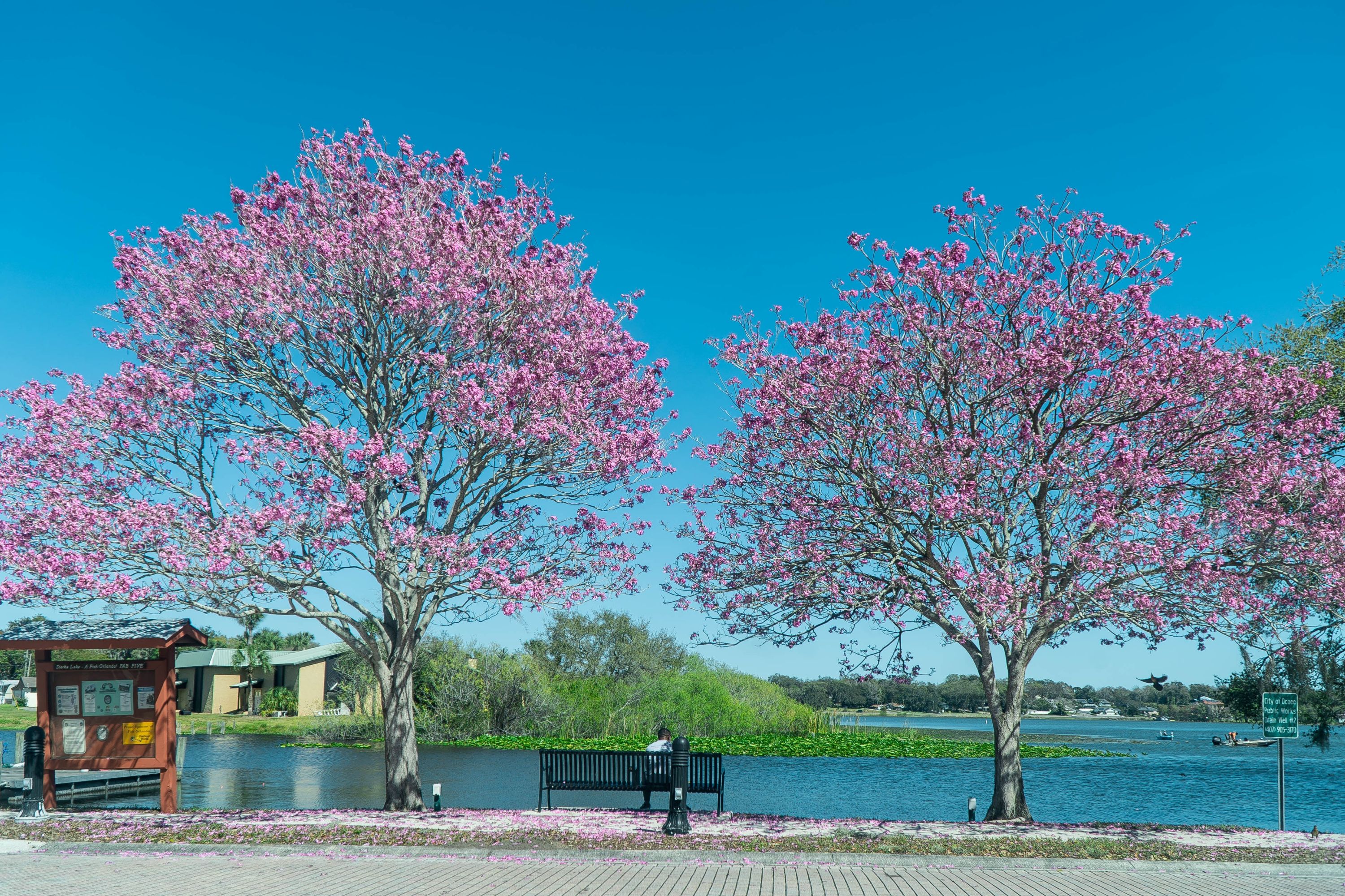 Ocoee Shutterstock 2467446539